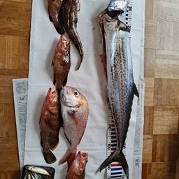 サワラ