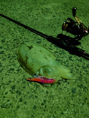 コウイカの釣果