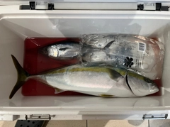 メジロの釣果