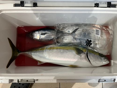 メジロの釣果