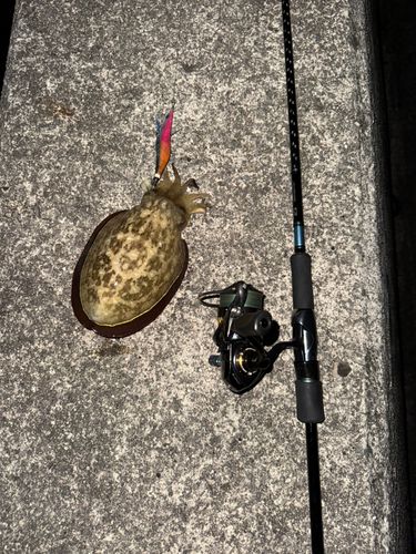 イカの釣果