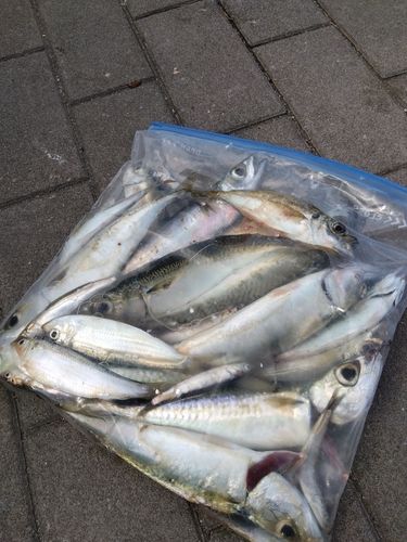 サバの釣果