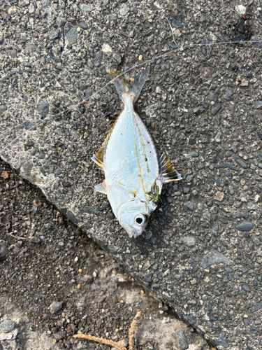ヒイラギの釣果