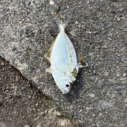 ヒイラギ