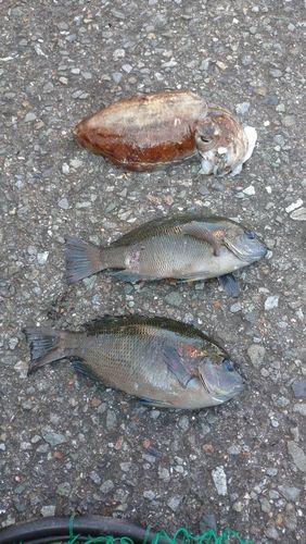 コウイカの釣果