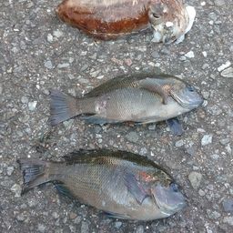 コウイカ