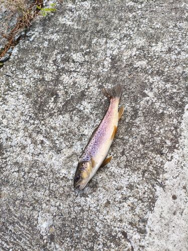 ブラウントラウトの釣果