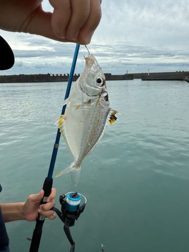 ヒイラギの釣果