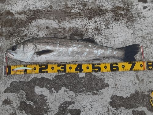 シーバスの釣果