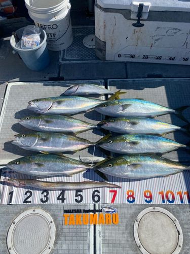 ハマチの釣果