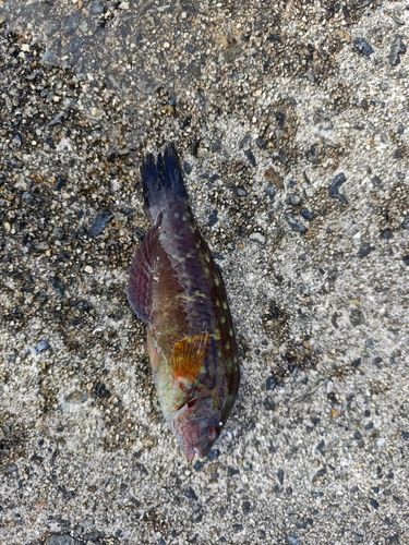 キュウセンの釣果
