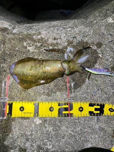 アオリイカの釣果