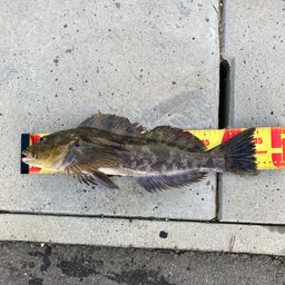 アイナメ