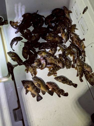 カサゴの釣果