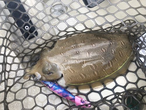 コウイカの釣果