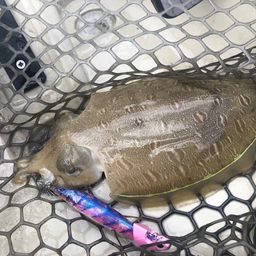 コウイカ