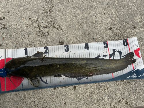 ナマズの釣果