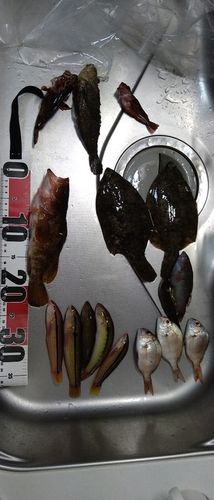 アコウの釣果