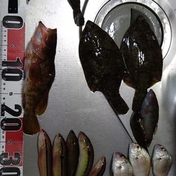アコウ
