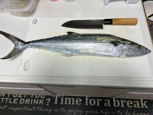 サゴシの釣果