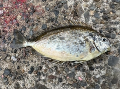 アイゴの釣果