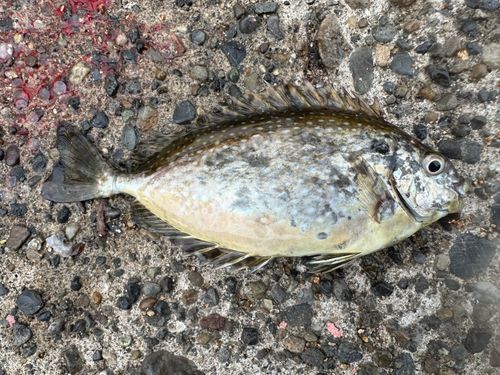 アイゴの釣果