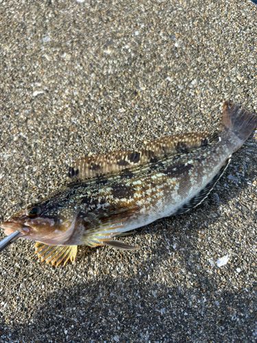 アイナメの釣果