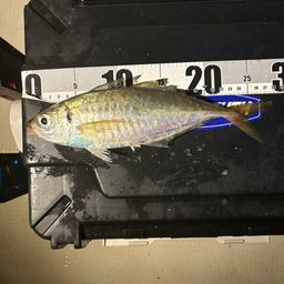 アジ