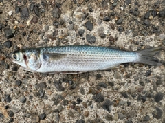 ボラの釣果