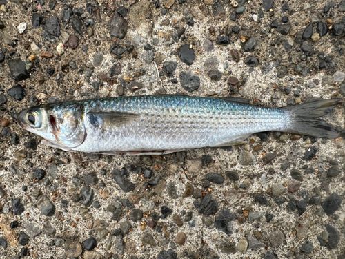ボラの釣果