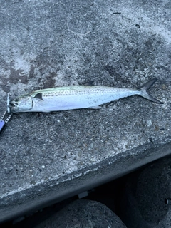 サゴシの釣果