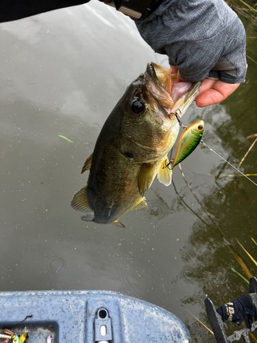 ラージマウスバスの釣果