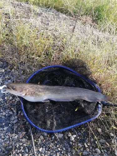 ナマズの釣果