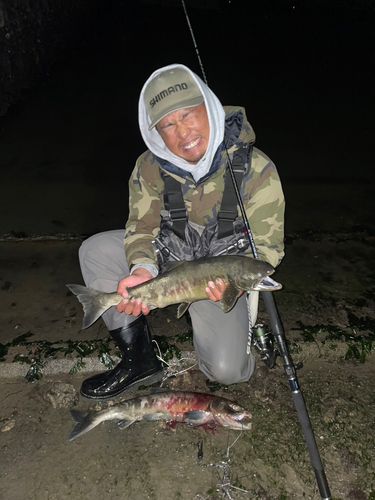 アキアジの釣果