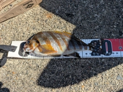 タカノハダイの釣果