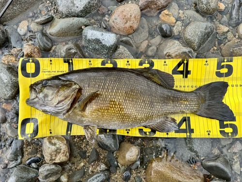 スモールマウスバスの釣果