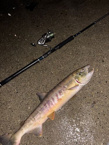 アキアジの釣果