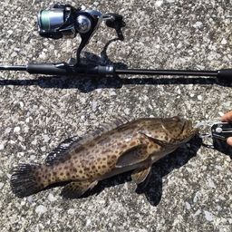 チャイロマルハタ