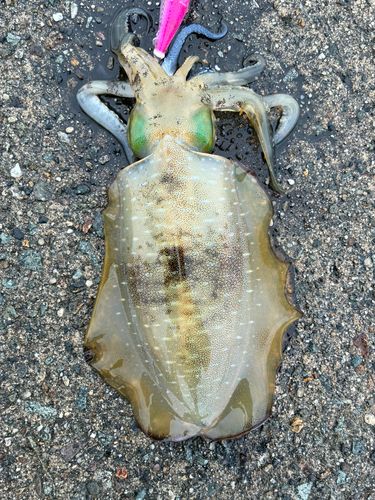 アオリイカの釣果