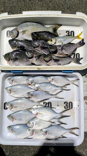 イスズミの釣果