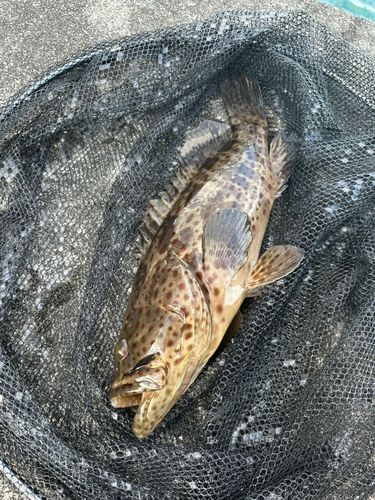 チャイロマルハタの釣果