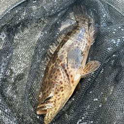 チャイロマルハタ