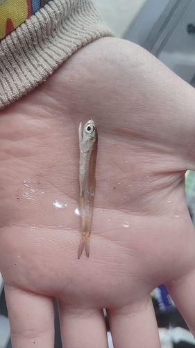 カタクチイワシの釣果