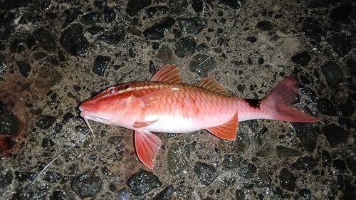 オジサンの釣果