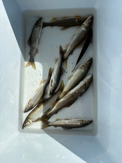 アユの釣果
