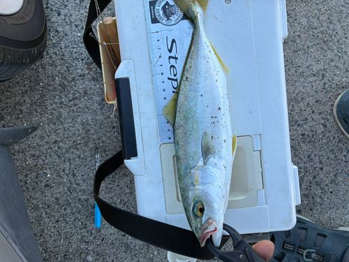 ワカシの釣果