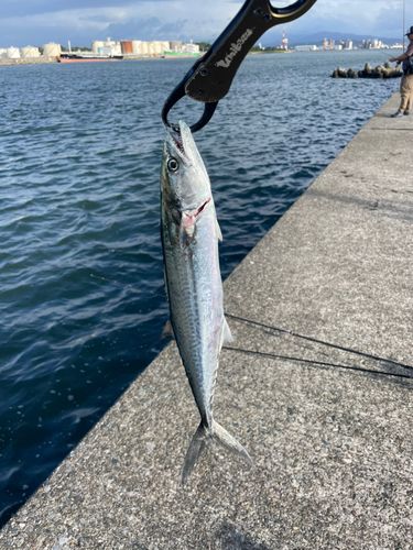 サゴシの釣果