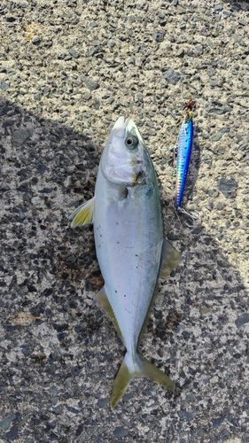 フクラギの釣果