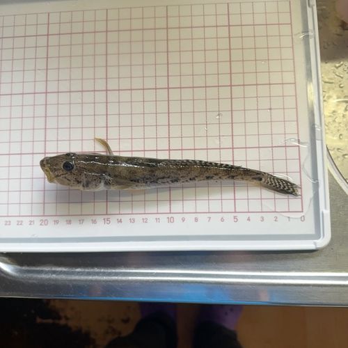 マハゼの釣果