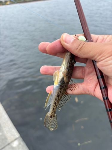 マハゼの釣果